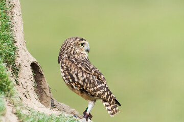 A picture of a owl