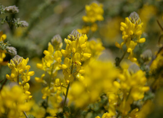 Flora of Gran Canaria -  flowering Adenocarpus foliolosus, Canary Island flatpod natural macro floral background

