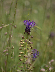 Flora of Gran Canaria -  Leopoldia comosa, tassel hyacinth natural macro floral background
