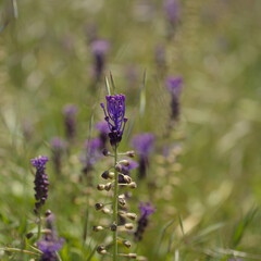 Flora of Gran Canaria -  Leopoldia comosa, tassel hyacinth natural macro floral background
