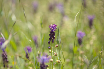Flora of Gran Canaria -  Leopoldia comosa, tassel hyacinth natural macro floral background
