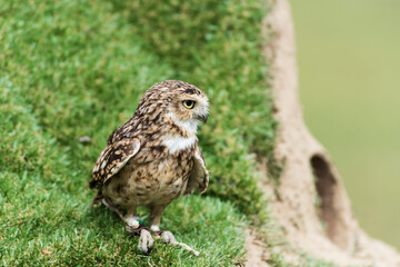 A picture of a owl