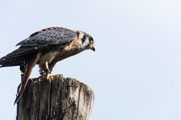 A picture of an hawk