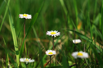 Biały kwiatek rumianku na zielonej łące na wiosnę.