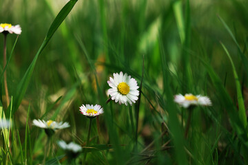 Biały kwiatek rumianku na zielonej łące na wiosnę. - obrazy, fototapety, plakaty