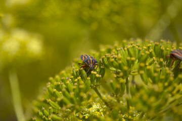 Fauna of Gran Canaria -  Graphosoma interruptum striped shield bug endemic to the Canary Islands, on Todaora montana natural macro background
