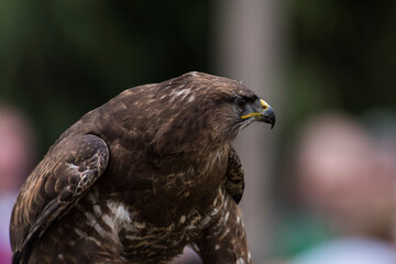 A picture of an hawk