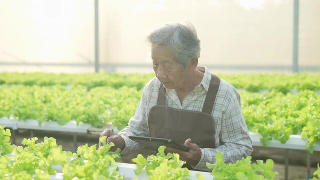 agriculture concept of 4k Resolution. Asian woman checking vegetables in greenhouse. Gardener's Productivity Evaluation.