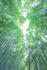 Green bamboo grove