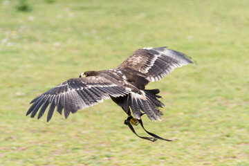 A picture of an hawk