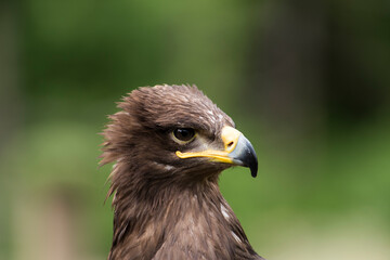 A picture of an hawk