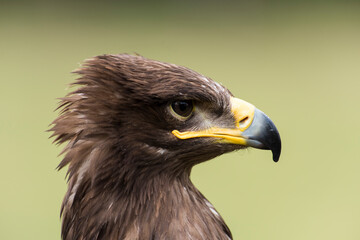 A picture of an hawk