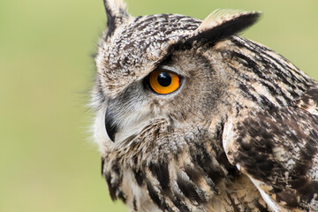 A picture of a owl