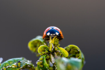 Natural pest control: ladybug on a sprout of green leaves full of aphids