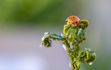 Natural pest control: ladybug on a sprout of green leaves full of aphids