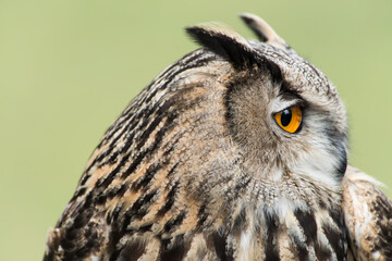 A picture of a owl