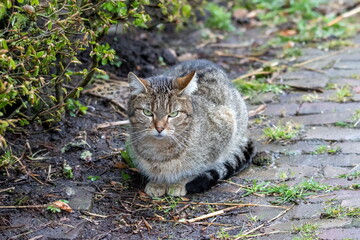 Katze