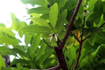 planta flor  fruta fruta do conde - annona squamosa 