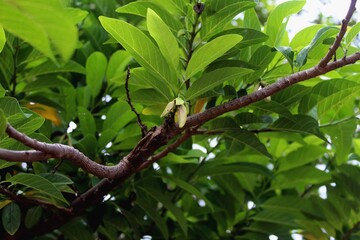 planta flor  fruta fruta do conde - annona squamosa 