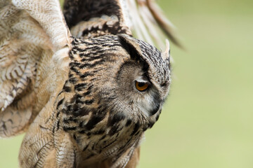 A picture of a owl