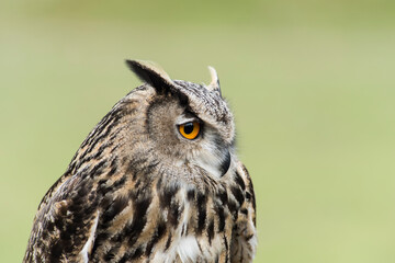 A picture of a owl