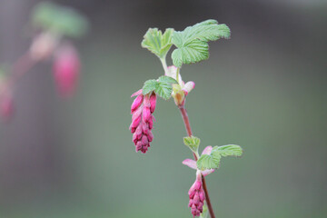 Buds of red-flowering currant (Ribes sanguineum) close-up