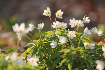 White flowers of Wood anemone (Anemone nemorosa) in spring forest in April, Belarus - 502112951