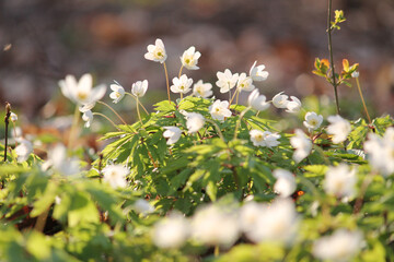 White flowers of Wood anemone (Anemone nemorosa) in spring forest in April, Belarus - 502112952
