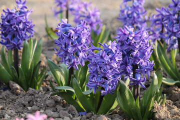 Flowering blue hyacinth plants in spring garden