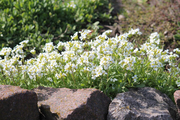 Flowering Caucasian rockcress (Arabis caucasica) plants with white flowers in garden. May, Belarus