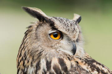 A picture of a owl