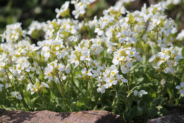 Flowering Caucasian rockcress (Arabis caucasica) plants with white flowers in garden. May, Belarus - 502112963