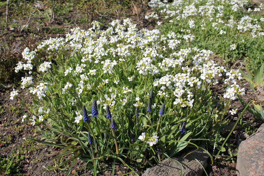 Flowering Caucasian rockcress (Arabis caucasica) plants with white flowers in garden. May, Belarus