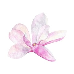 Fototapeta na wymiar Watercolor botanical clipart of magnolia