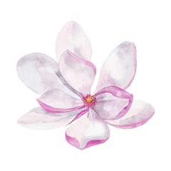 pink magnolia  isolated on white background