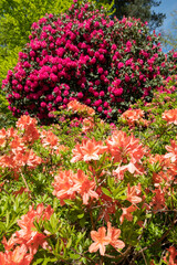 Stunning orange rhododendron flowers, photographed in spring at Temple Gardens, Langley Park near Slough, west London UK.
