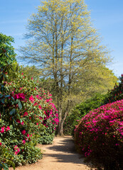 Bright pink rhododendron flowers, photographed in late spring at Temple Gardens, Langley Park, Buckinghamshire UK.