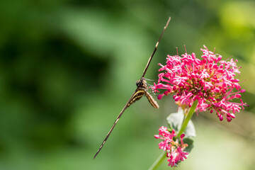 A picture of a butterfly