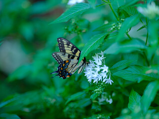 A tiger swallowtail butterfly lands on a white flower in Fort Worth, Texas.