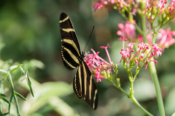 A picture of a butterfly