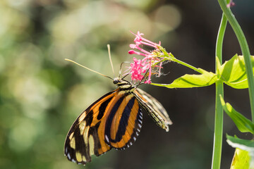 A picture of a butterfly