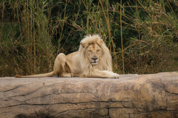 Naklejka premium Leon. Retrato leon. 