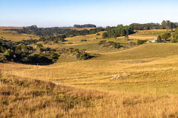 Rocks and Araucaria forest in farm field