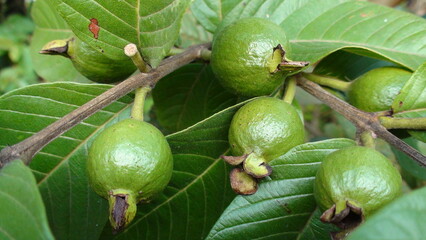 planta fruta goiaba - psidium guajava