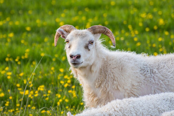 Fototapeta premium Sheep with lamb on the icelandic countryside