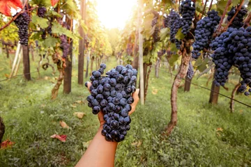Foto op Plexiglas Vrouw die druiven laat zien © ivanko80