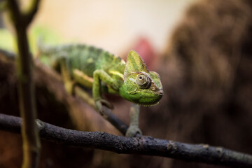 A picture of a chameleon