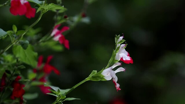 Tokyo, Japan - May 2, 2022: Closeup of Salvia microphylla or Cherry sage or Baby sage or Grahams sage
