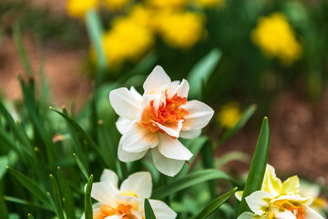 Bright creamy white and orange center daffodils with bokeh background.