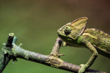 A picture of a chameleon